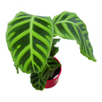 Calathea Zebrina (Zebra Plant)