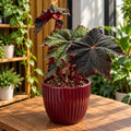 Begonia ‘Dark Side of the Moon’ - σπάνια μπεγόνια