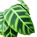 Calathea Zebrina (Zebra Plant)