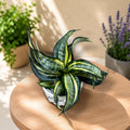 Sansevieria Hahnii 'Curly Spiral Star'