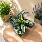 Sansevieria Hahnii 'Curly Spiral Star'