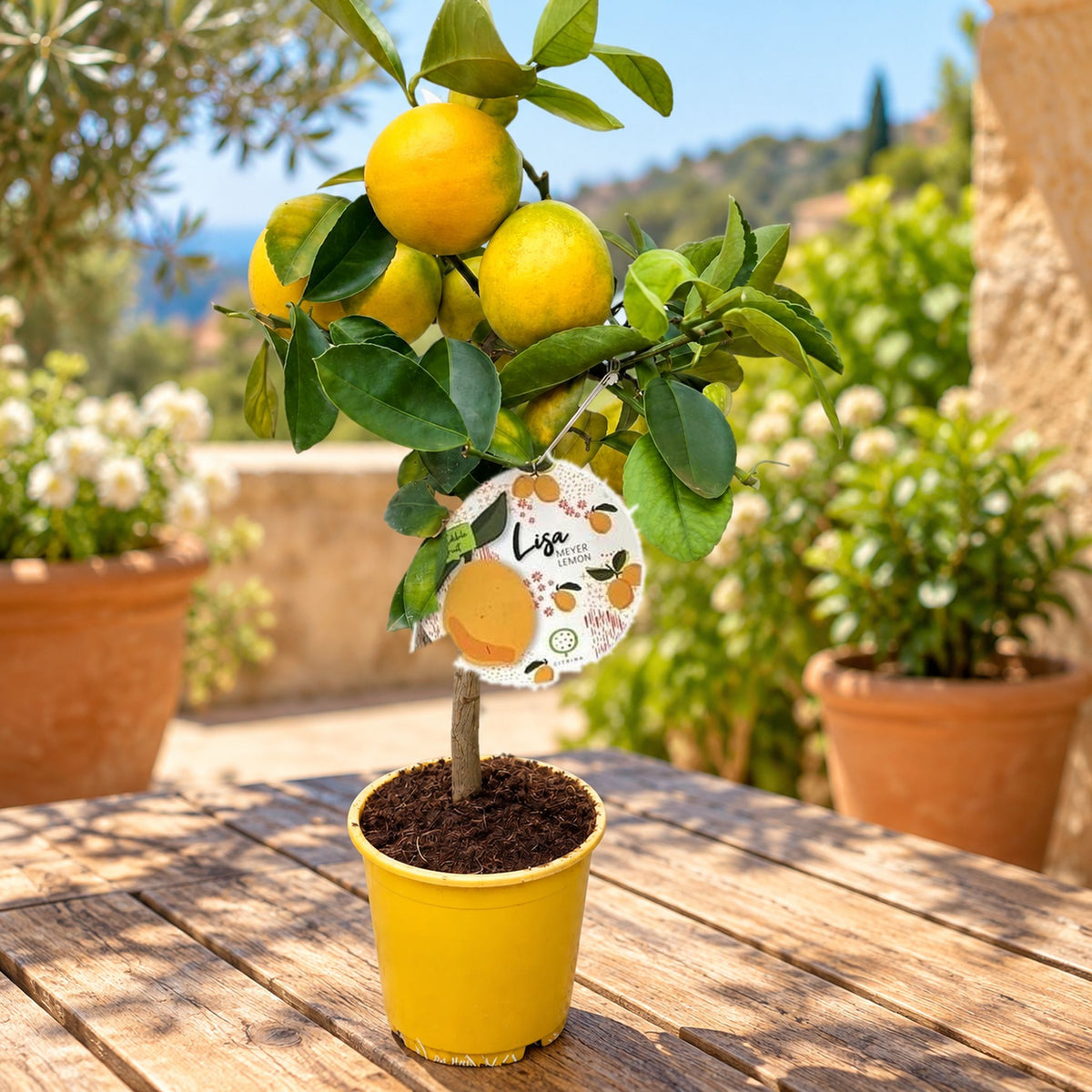Lamai pe picior Citrus lemon 'Meyer' (Lisa) -  fructificari abundente, fructe suculente