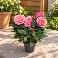 Rosen Rosa Kordana Grande Adele - duftende und große Blüten