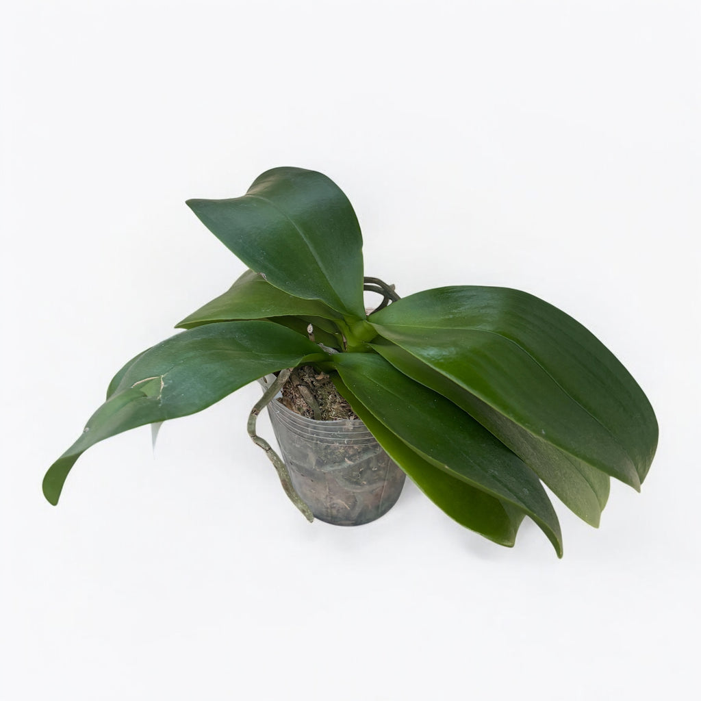 Phalaenopsis Chiada Stacy 'Divine Chocolate' (607)