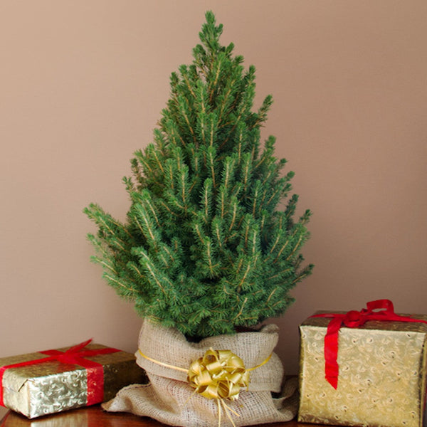Gift-wrapped natural fir tree