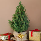 Natural fir tree gift wrapped