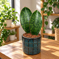 Sansevieria masoniana 'Shark Fin' 2pp - Sansevieria with 2 broad, decorative leaves