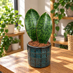 Sansevieria masoniana 'Shark Fin' 2pp - Sansevieria with 2 broad, decorative leaves