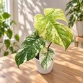 Monstera deliciosa 'Mint' D11 - σπάνια ποικιλοχρωμία