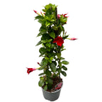 Mandevilla Sundaville Red - Dipladenija (dišeče cvetje)