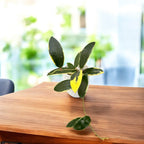 Hoya acuta 'Albomarginata' - flori parfumate