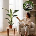 Strelitzia Nicolai (Bird of Paradise)