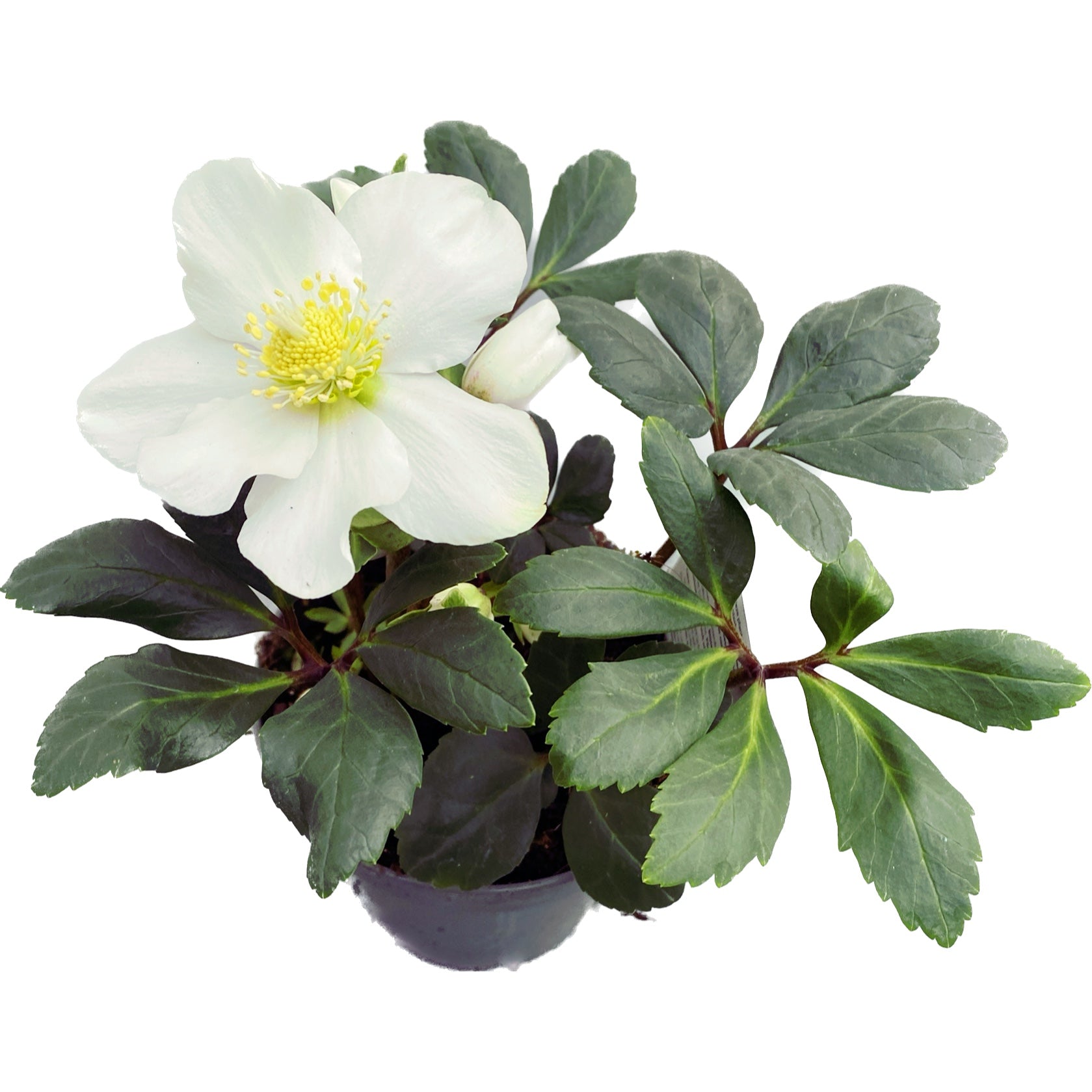 Helleborus Niger Christmas Carol (Trandafirul Craciunului, Spanz)