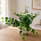Břečťan - Hedera helix 'Wonder'