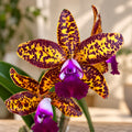 Duftende Cattleya Leopard Lou „Satay“