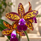 Duftende Cattleya Leopard Lou „Satay“