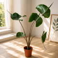 Alocasia macrorrhiza 'Stingray'