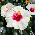 Hibiscus ‘Boreas White’ – large white tropical flowers (2 plants/pot)