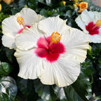 Hibiscus ‘Boreas White’ – large white tropical flowers (2 plants/pot)