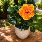 Hibiscus Long Life ‘Apollo Double’ – hibisco com flores duplas, espetaculares