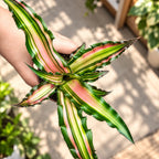 Cryptanthus 'Ti' ('Minnie Belle') - Étoile de Terre à feuilles rayées