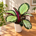 Calathea 'Corona' - silver leaves with burgundy undersides
