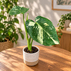 Monstera variegata ‚Thai Constellation‘
