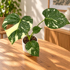 Monstera variegata ‚Thai Constellation‘
