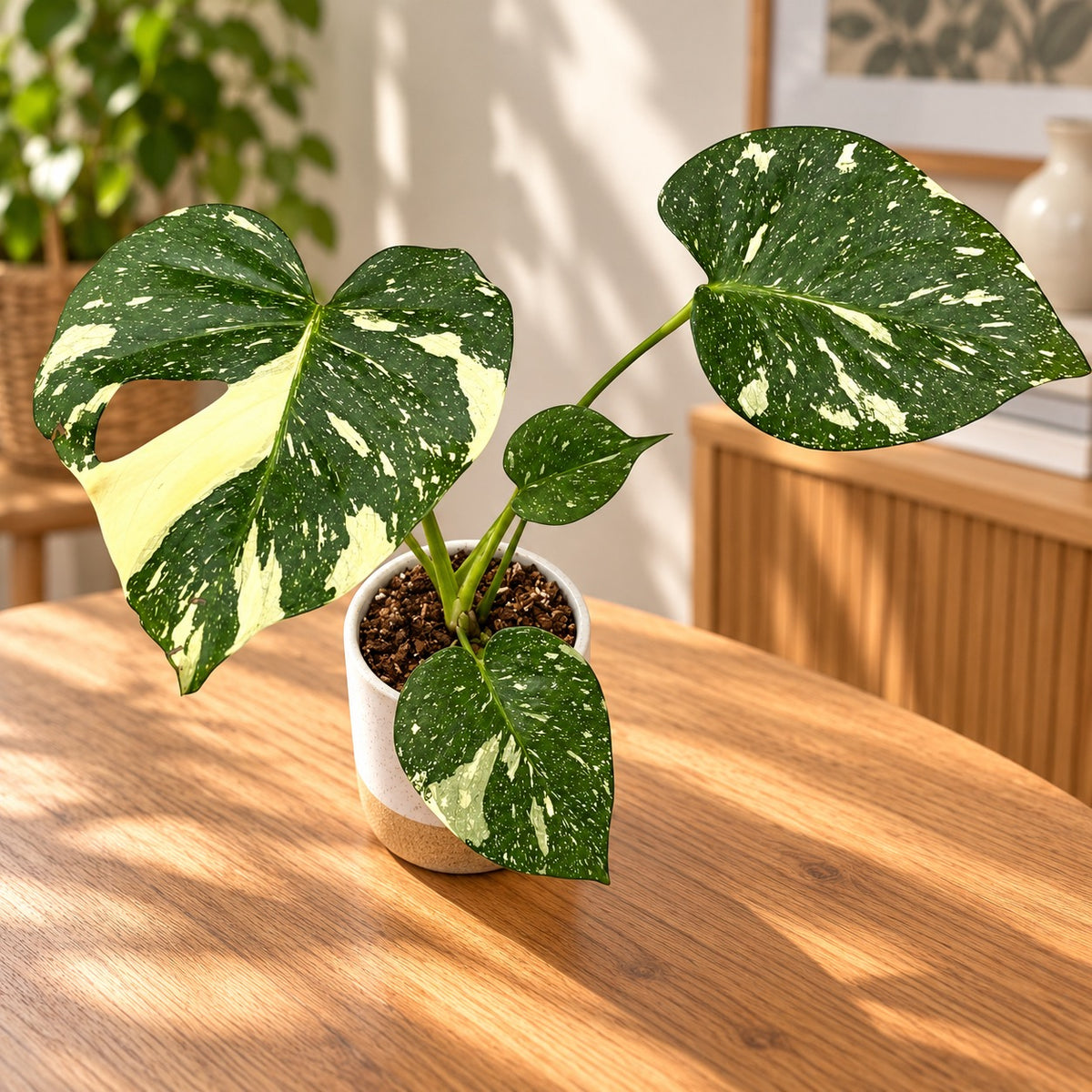 Monstera variegata ‚Thai Constellation‘