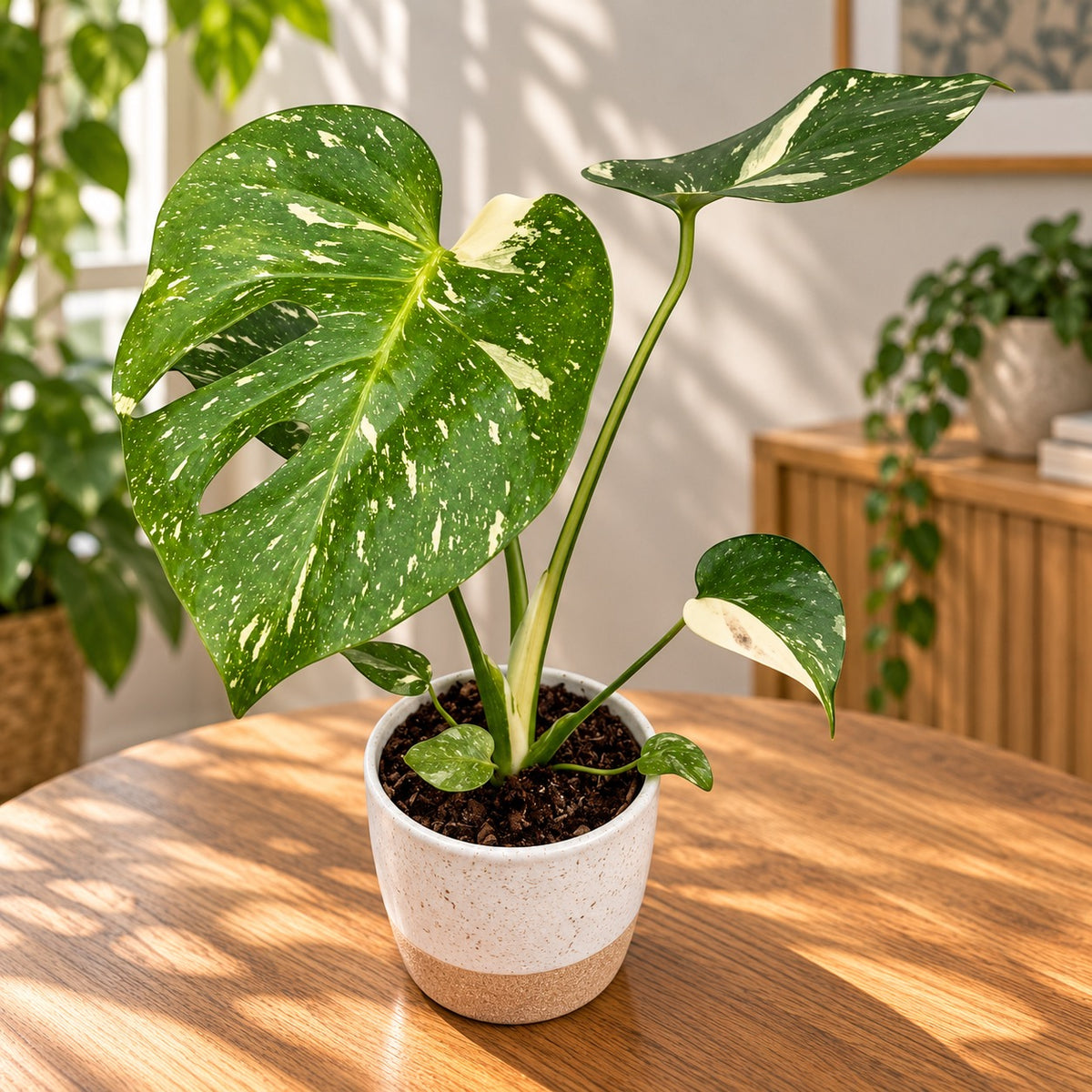 Monstera variegata 'Thai Constellation'