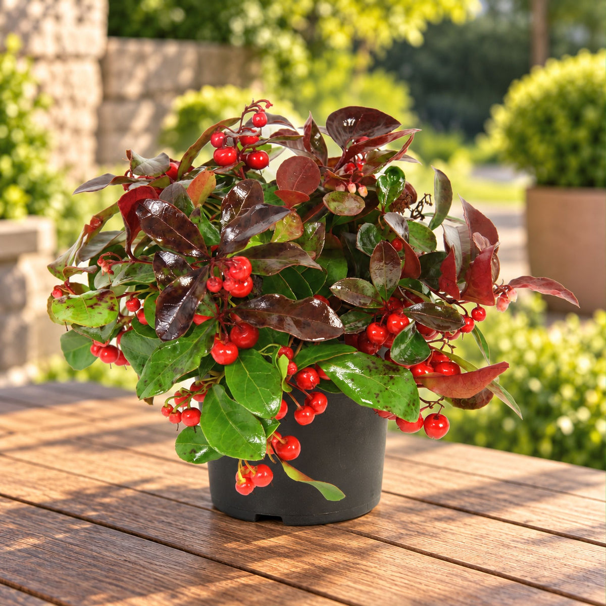 Gaultheria Procumbens 'Big Berry' - ständigt grön planta
