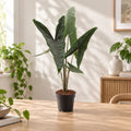 Alocasia 'Tigrina Superba' - Alocasia with tiger-striped petioles