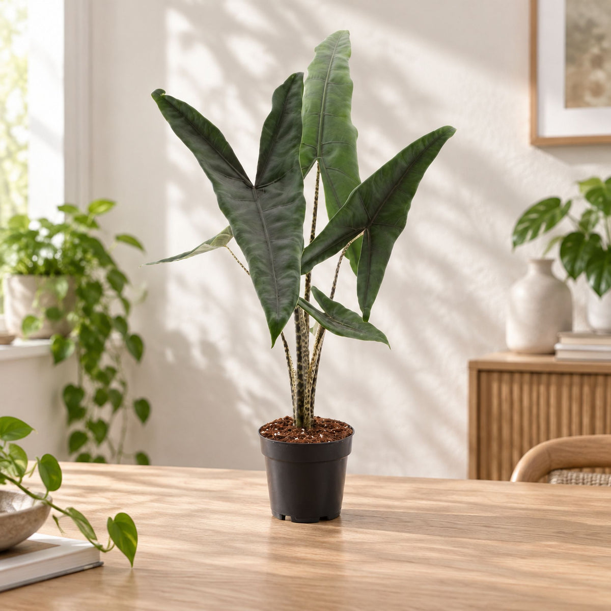 Alocasia 'Tigrina Superba' - Alocasia with tiger-striped petioles