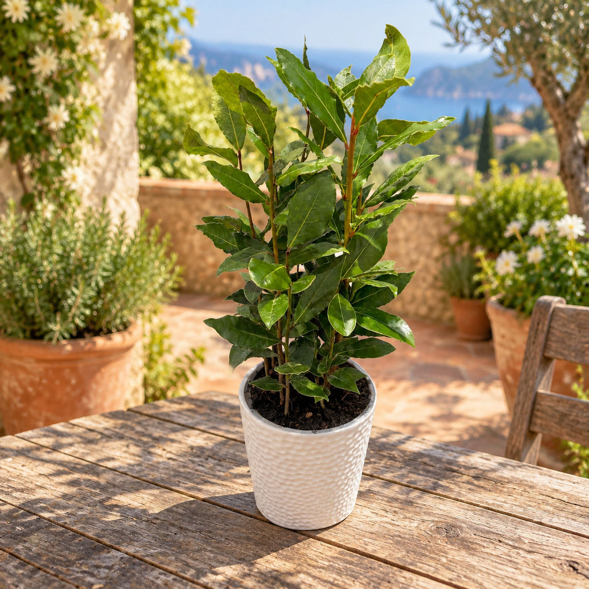 Laurus nobilis (cespuglio) - Alloro commestibile in vaso, forma a cespuglio