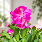 Schlumbergera Cyber Dancer (roza božična zvezda) - primerki XL