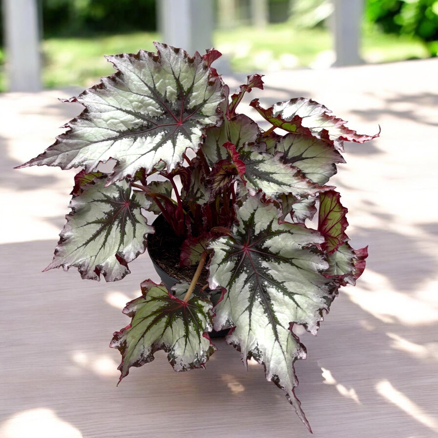 Begonia 'Jungle Wonders Nordic Glacier'