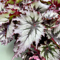 Begonia 'Jungle Wonders Nordic Glacier'