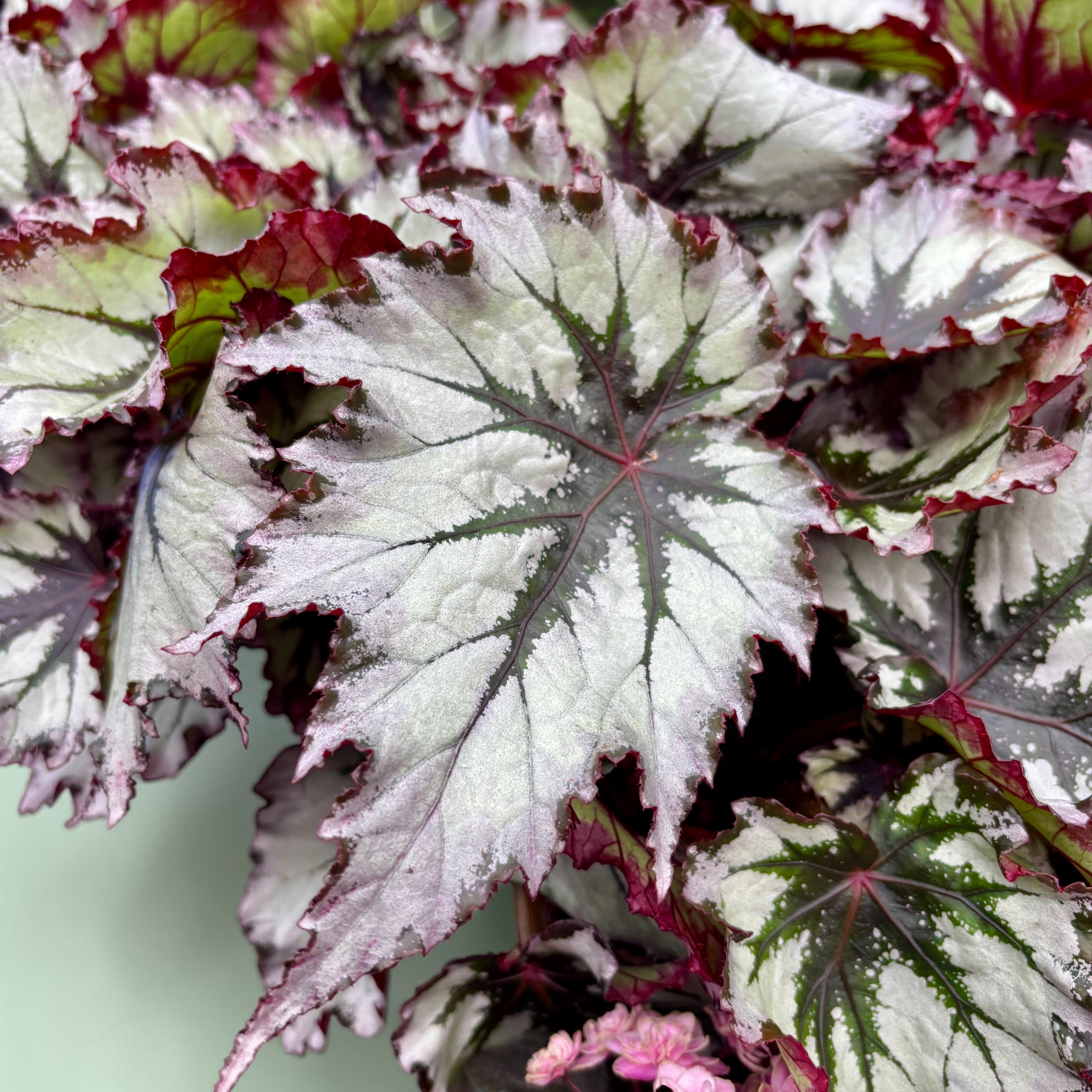 Begonia 'Jungle Wonders Nordic Glacier'
