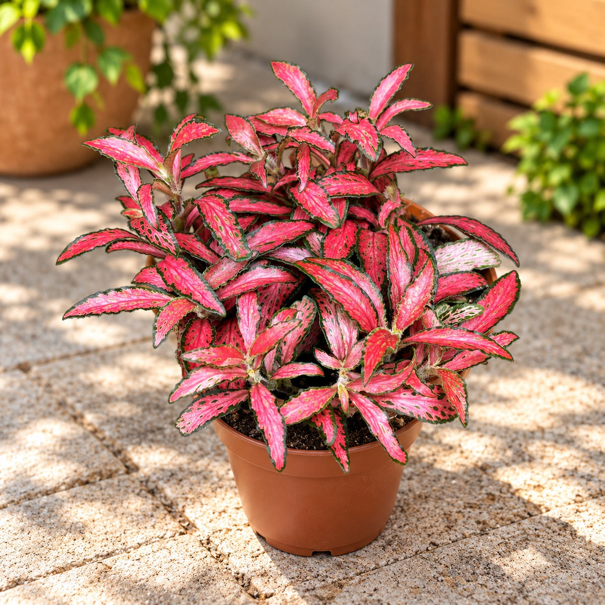 Fittonia Mosaic ‘Forest Flame’ - mozaiková rastlina s intenzívne červenými listami