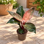Philodendron ‘Pink Birkin’ – exotic foliage with spectacular pink stripes