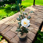 Camellia japonica 'Brushfield's Yellow' - frost resistant