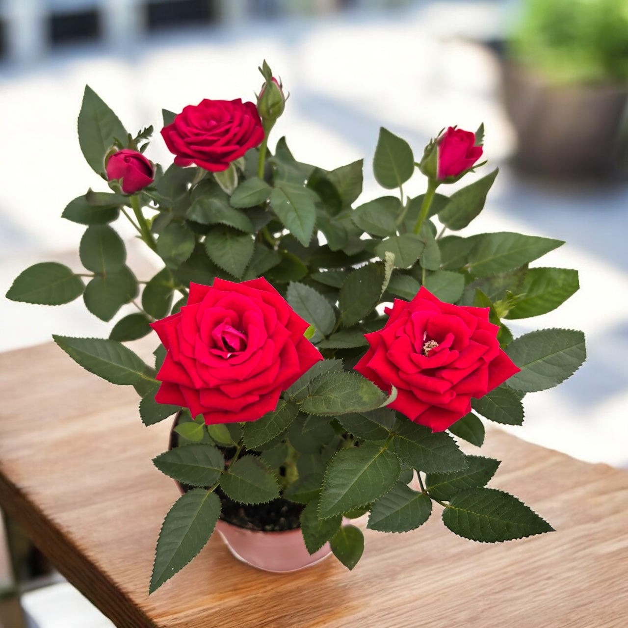 Trandafiri pitici rosii de gradina - Rosa 'Kiss Kordana' (3 plante/ghiveci)