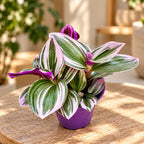 Tradescantia albiflora 'Nanouk'