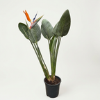 Strelitzia reginae - kvetoucí velikost