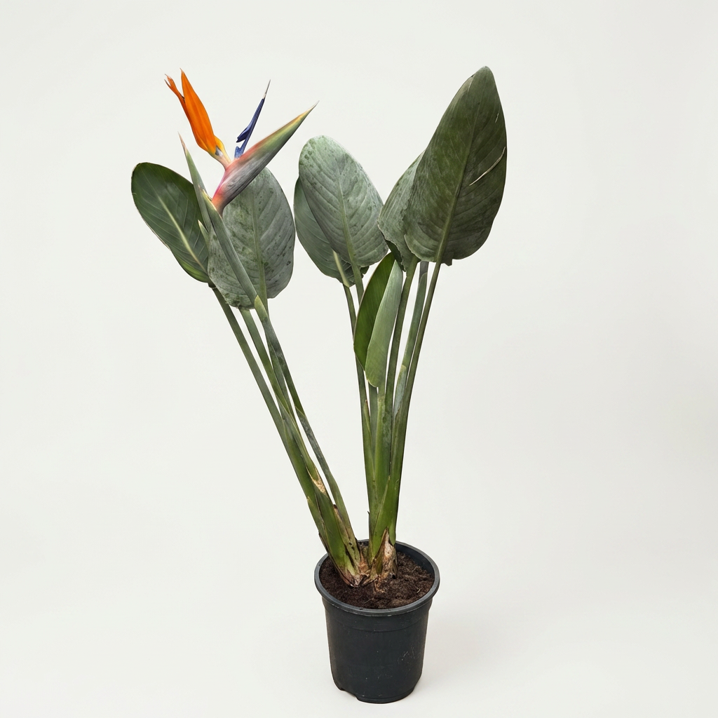 Strelitzia reginae - kvetoucí velikost