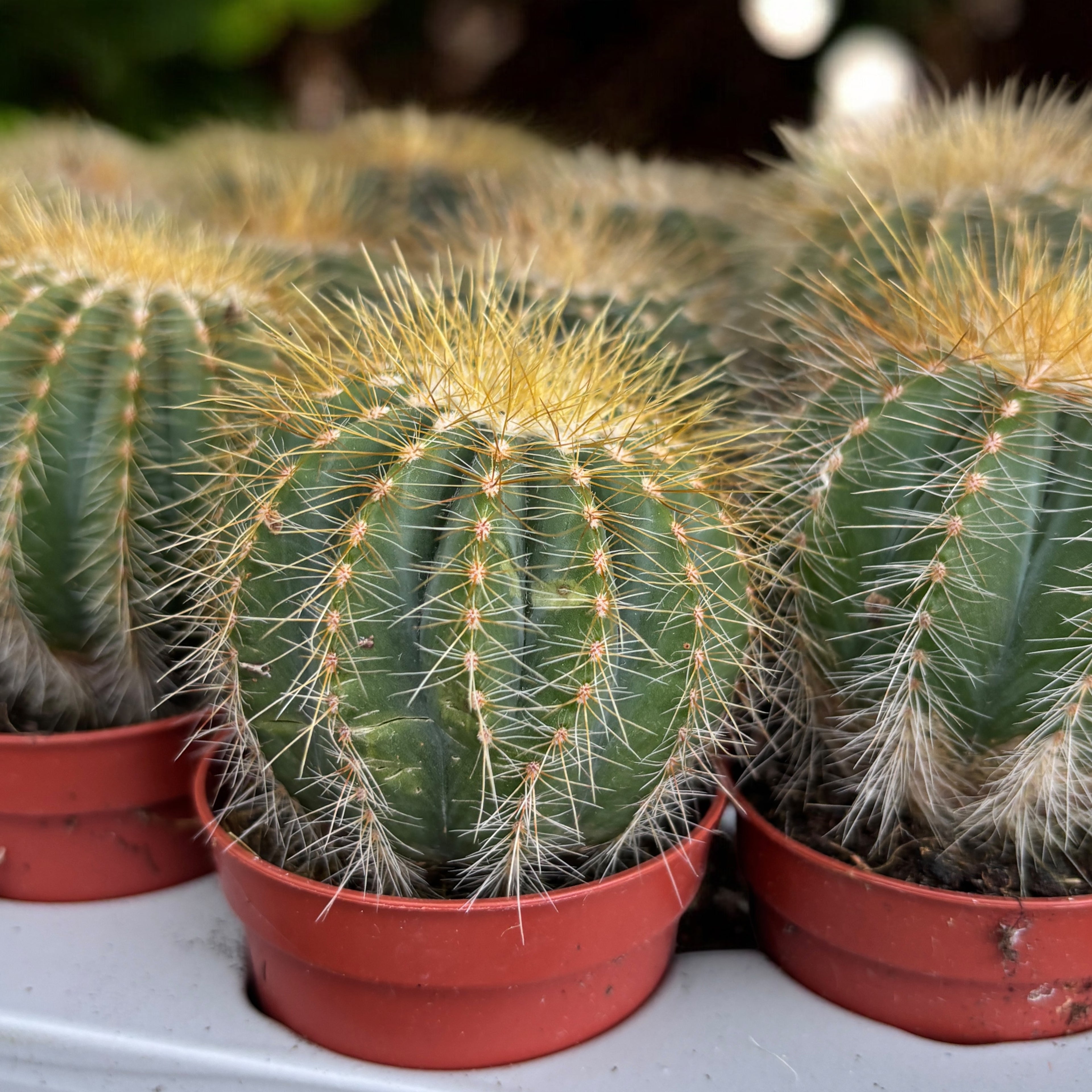 Parodia warasii - flori mari galbene