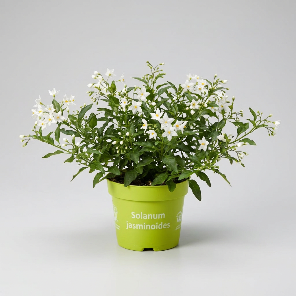 Solanum Jasminoides - jaśmin pnący