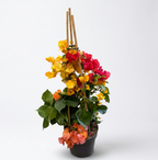 Bougainvillea TRIO - floarea de hartie (3 culori/ghiveci)