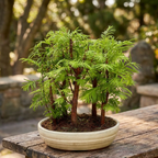 Bonsai Metasequoia forest