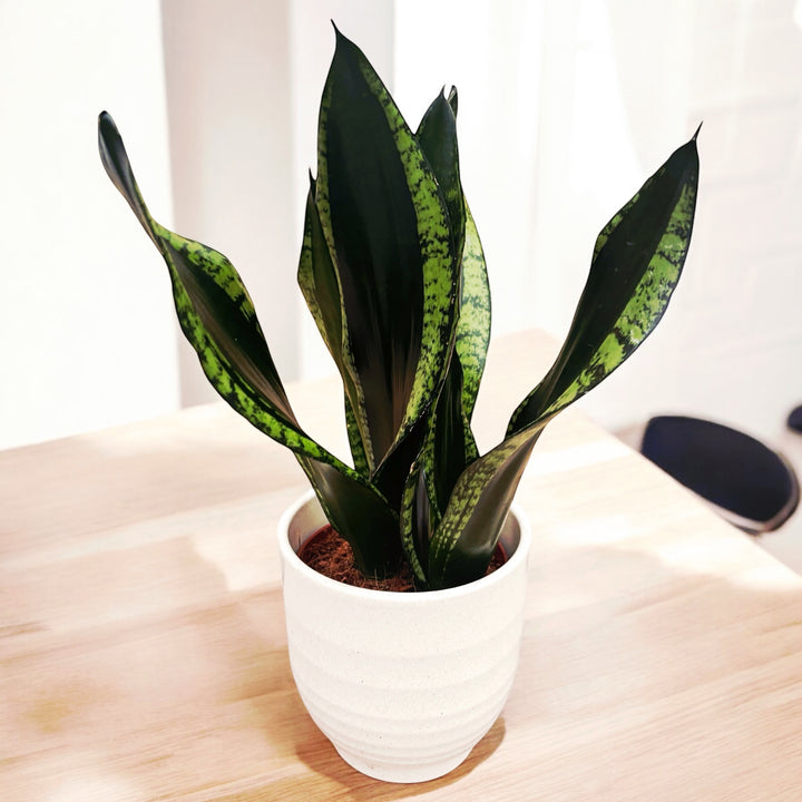 Sansevieria Silver Flame (Whitney) 